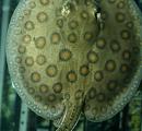 Potamotrygon motoro - Orange Spotted Motoro Stingray