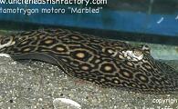 Potamotrygon motoro 