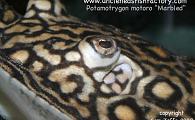 Potamotrygon motoro 