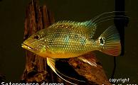 Uncle Ned's Larger South American Cichlids