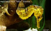 Uncle Ned's Sea Horses and Pipefish