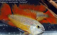 Uncle Ned's South American Dwarf Cichlids