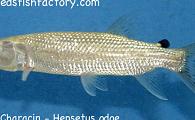 Hepsetus Odoe - African Pike Characin