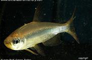Alestopetersius brichardi - Super Red Congo Tetra
