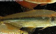 Alestopetersius brichardi - Super Red Congo Tetra