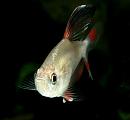 Hyphessobrycon bentosi - Bentosi Tetra