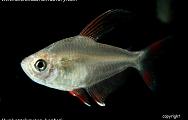 Hyphessobrycon bentosi - Bentosi Tetra