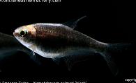 Nematobrycon palmeri 'black' - Black Emperor Tetra 