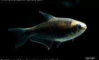 Nematobrycon palmeri 'black' - Black Emperor Tetra 