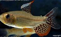 Crenuchus spilurus - Sailfin Tetra