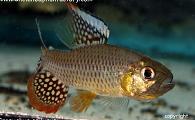 Crenuchus spilurus - Sailfin Tetra
