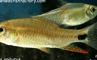 Crenuchus spilurus - Sailfin Tetra