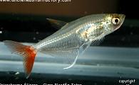 Prionobrama filigera - Glass Bloodfin Tetra 