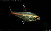 Hemigrammus erythrozonus - Glowlight Tetra 