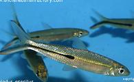 Hemiodus gracilus - Red tail Hemiodus