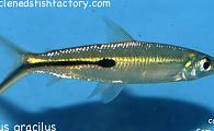 Hemiodus gracilus - Red tail Hemiodus