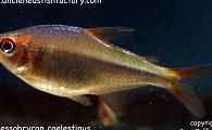 Hyphessobrycon coelestinus - Red Rainbow Tetra