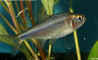 Hyphessobrycon coelestinus - Red Rainbow Tetra