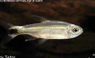 Hemigrammus hyanuary - January Tetra
