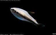 Inpaichthys kerri - Blue Emperor Tetra 