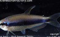 Inpaichthys kerri - Blue Emperor Tetra 