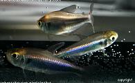 Hyphessobrycon nigricinctus - Imperial Tetra