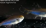 Hyphessobrycon nigricinctus - Imperial Tetra