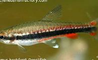 Nannostomus beckfordi - Beckford's Pencilfish 