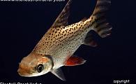 Semaprochilodus taeniurus - Flagtail Prochilodus