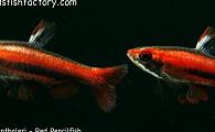 Nannostomus mortenthaleri - Coral, Ruby, Peruvian Red Pencilfish 
