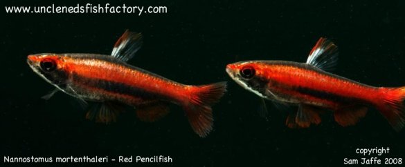 Nannostomus mortenthaleri - Coral, Ruby, Peruvian Red Pencilfish 