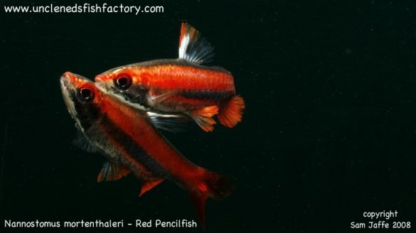 Nannostomus mortenthaleri - Coral, Ruby, Peruvian Red Pencilfish Nannostomus mortenthaleri - Coral, Ruby, Peruvian Red Pencilfish