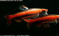 Nannostomus mortenthaleri - Coral, Ruby, Peruvian Red Pencilfish 