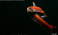 Nannostomus mortenthaleri - Coral, Ruby, Peruvian Red Pencilfish 