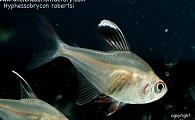 Hyphessobrycon robertsi - Robersti Tetra