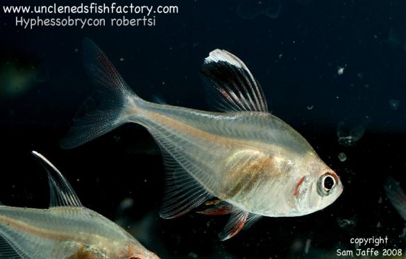 Hyphessobrycon robertsi - Robersti Tetra Hyphessobrycon robertsi - Robersti Tetra