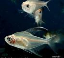 Hyphessobrycon robertsi - Robersti Tetra