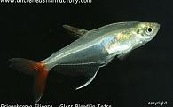 Prionobrama filigera - Glass Bloodfin Tetra 
