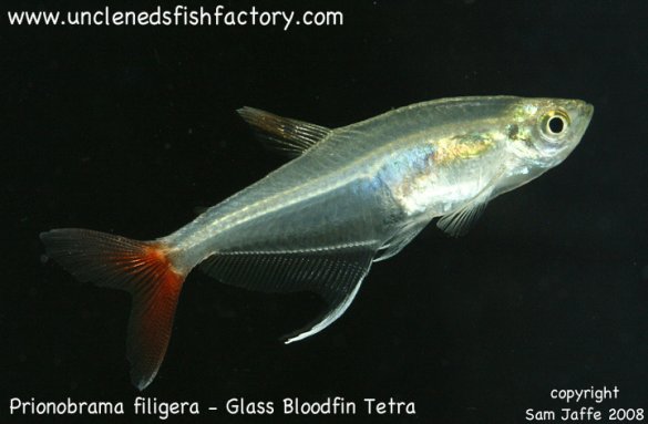 Prionobrama filigera - Glass Bloodfin Tetra Prionobrama filigera - Glass Bloodfin Tetra
