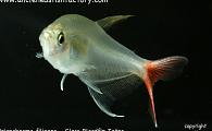 Prionobrama filigera - Glass Bloodfin Tetra 