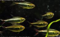 Hyphessobrycon nigricinctus - Imperial Tetra
