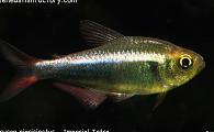 Hyphessobrycon nigricinctus - Imperial Tetra