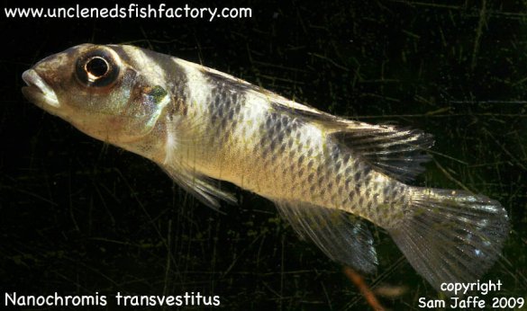 Nanochromis transvestitus Nanochromis transvestitus